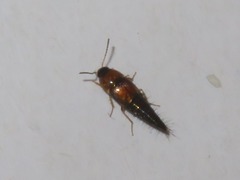 Tachyporus dispar