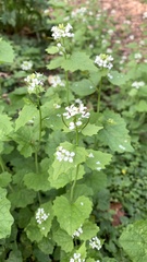 Alliaria petiolata