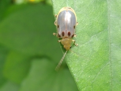 Exora obsoleta