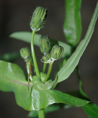 slender sowthistle