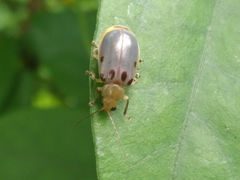 Exora obsoleta