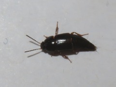 Tachinus rufipes