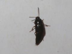 Tachinus rufipes