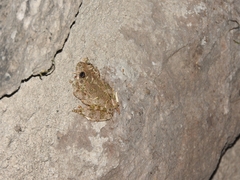 Hyla arenicolor