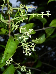 Passovia pedunculata