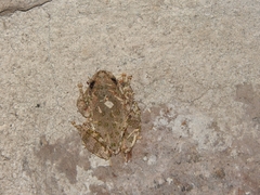 Hyla arenicolor
