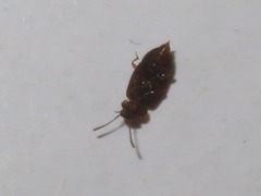 Anthobium atrocephalum
