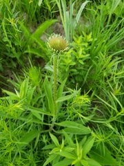 Echinacea pallida