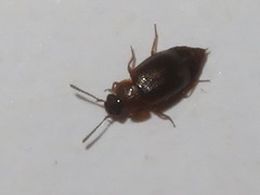Anthobium atrocephalum