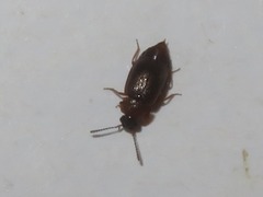 Anthobium atrocephalum