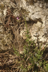 Arabis rosea
