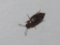 Anthobium atrocephalum
