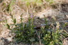Arabis rosea