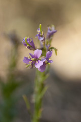 Arabis rosea
