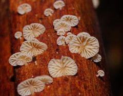 Marasmiellus affixus