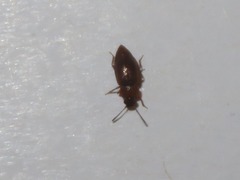Anthobium atrocephalum
