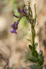 Arabis rosea