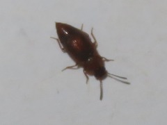 Anthobium atrocephalum