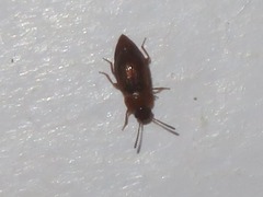 Anthobium atrocephalum
