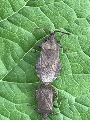 Villasitocoris inconspicuus