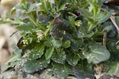 Arabis rosea