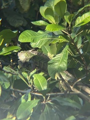 Iguana iguana