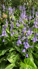 Hyacinthoides