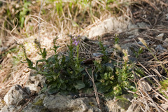 Arabis rosea