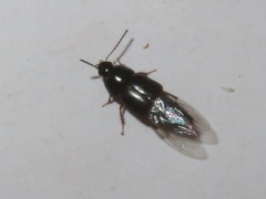 Tachinus rufipes