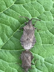 Villasitocoris inconspicuus
