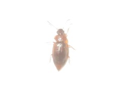 Anthobium atrocephalum