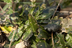 Arabis rosea
