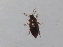 Anthobium atrocephalum