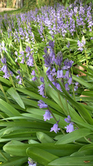 Hyacinthoides