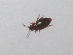 Anthobium atrocephalum