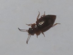 Anthobium atrocephalum