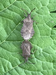 Villasitocoris inconspicuus
