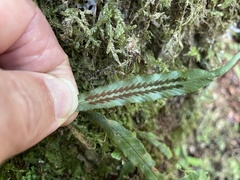 Notogrammitis pseudociliata