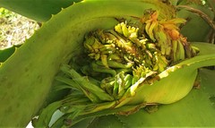 Aceria aloinis
