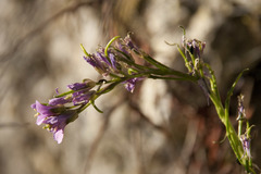 Arabis rosea