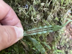 Notogrammitis pseudociliata
