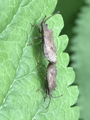Villasitocoris inconspicuus