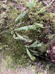 Notogrammitis pseudociliata