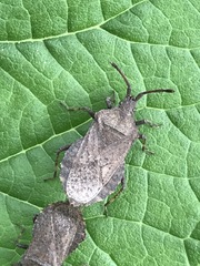 Villasitocoris inconspicuus