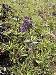 Collinsia grandiflora