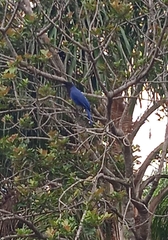 Cyanocorax caeruleus