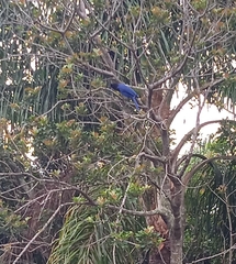 Cyanocorax caeruleus