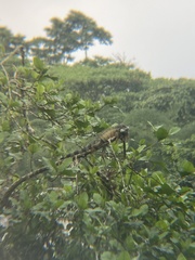Iguana iguana