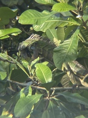 Iguana iguana