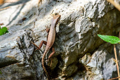 Leiocephalus macropus